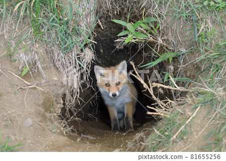 A baby red fox emerges from its den (Shiretoko, Hokkaido) A baby red fox emerges from its den (Shiretoko, Hokkaido) 81655256