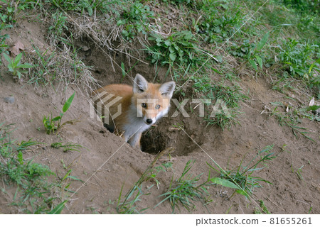 A baby red fox emerges from its den (Shiretoko, Hokkaido) A baby red fox emerges from its den (Shiretoko, Hokkaido) 81655261