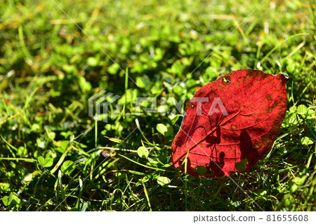 Fallen leaves Fallen leaves 81655608