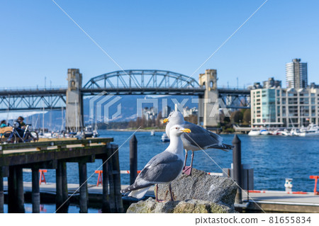 Two seagulls standing in the Granville Island Ferry Dock. Burrard Street Bridge in the background. Spring time in Vancouver, BC, Canada. March 25 2021. Two seagulls standing in the Granville Island Ferry Dock. Burrard Street Bridge in the background. Spring time in Vancouver, BC, Canada. March 25 2021. 81655834