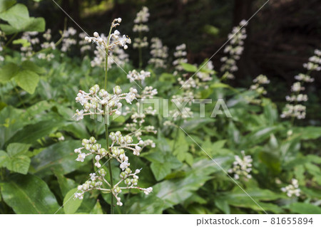 Close-up of wild ginger with flowers, buds and fruits / Commelinaceae family, Wild ginger genus Close-up of wild ginger with flowers, buds and fruits / Commelinaceae family, Wild ginger genus 81655894