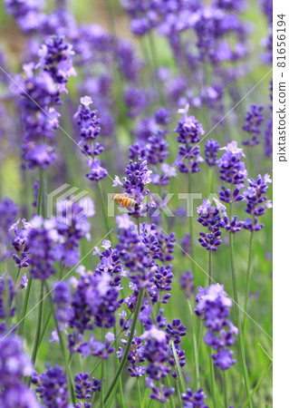 紫色薰衣草和蜜蜂 81656194