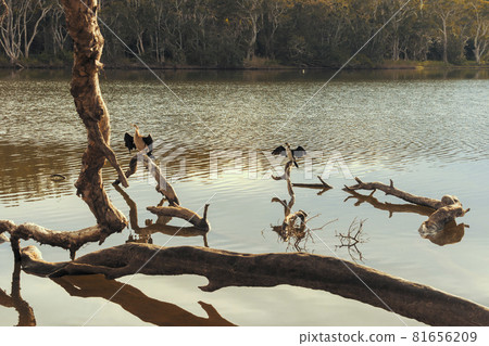 Photograph of water birds at Avoca Lagoon on the Central Coast in Australia Photograph of water birds at Avoca Lagoon on the Central Coast in Australia 81656209