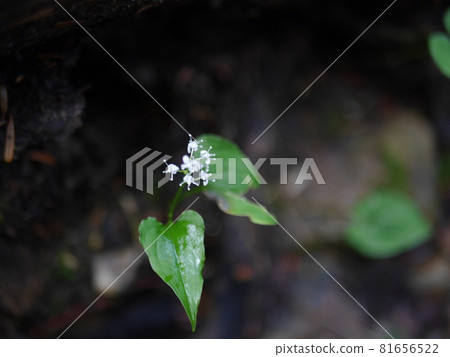 舞鶴草 81656522
