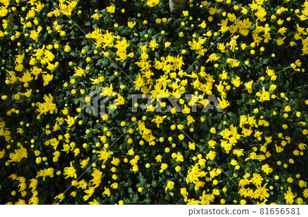 PUTRAJAYA, MALAYSIA -MAY 30, 2016: Various species of chrysanthemum flowers planted and grows in the Floria Garden in Putrajaya, Malaysia. 81656581