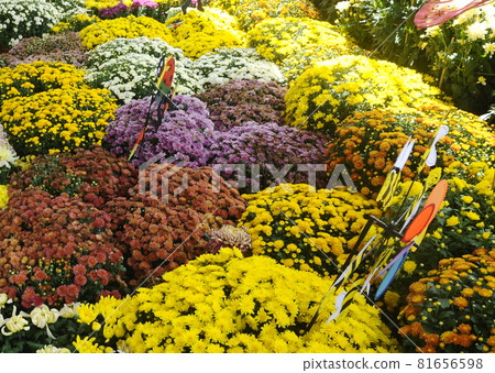 PUTRAJAYA, MALAYSIA -MAY 30, 2016: Various species of chrysanthemum flowers planted and grows in the Floria Garden in Putrajaya, Malaysia. 81656598