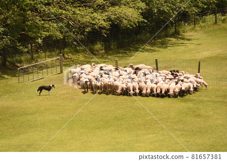 Mother Farm: Sheep Parade, Futtsu, Chiba Prefecture Mother Farm: Sheep Parade, Futtsu, Chiba Prefecture 81657381