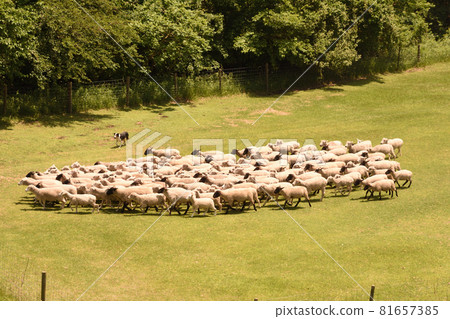 Mother Farm: Sheep Parade, Futtsu, Chiba Prefecture Mother Farm: Sheep Parade, Futtsu, Chiba Prefecture 81657385