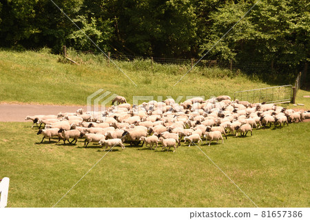 Mother Farm: Sheep Parade, Futtsu, Chiba Prefecture Mother Farm: Sheep Parade, Futtsu, Chiba Prefecture 81657386