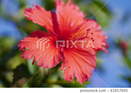 扶桑花 扶桑花 81657695