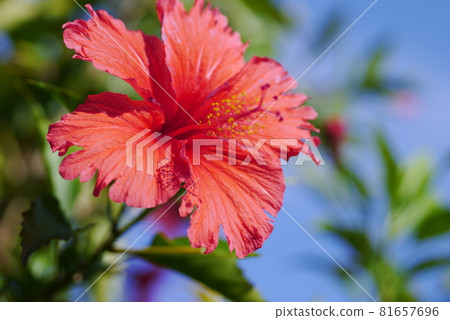Hibiscus flower 81657696