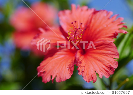 Hibiscus flower 81657697