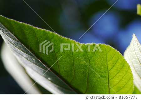 綠色植物 81657775