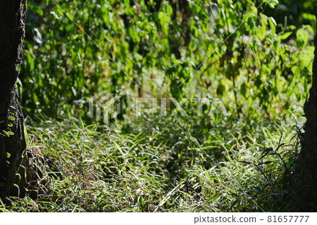 Green plant Green plant 81657777