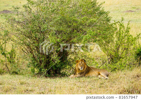 野生雄獅在非洲大草原的樹蔭下休息（肯亞馬賽馬拉國家保護區） 81657947