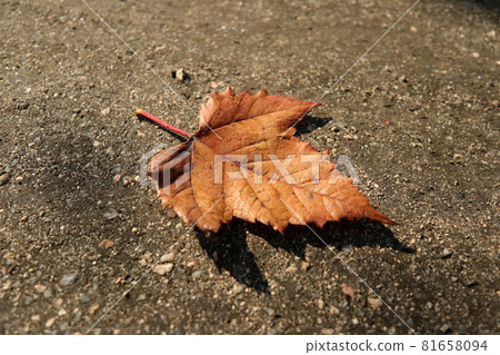 A dead leaf that has fallen to the ground A dead leaf that has fallen to the ground 81658094