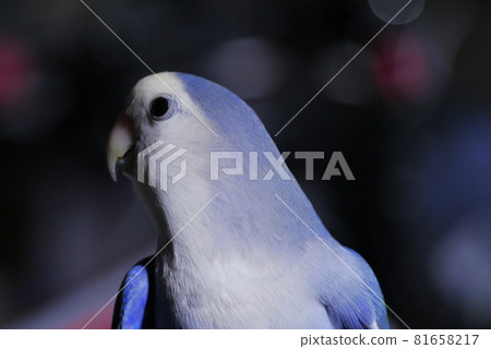 愛情鸚鵡 愛情鸚鵡 81658217