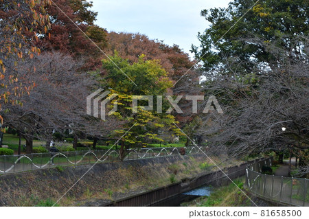 Suginami Zenpukujigawa Park Autumn leaves Suginami Zenpukujigawa Park Autumn leaves 81658500