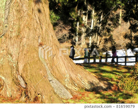 Giant tree, big tree, Sugisawa no Osugi, mysterious giant cedar, spectacular Giant tree, big tree, Sugisawa no Osugi, mysterious giant cedar, spectacular 81659079