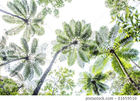 Amami Oshima Tourist Attractions Hikagehego Subtropical Forest World Heritage Forest Amami Symbol 81659510