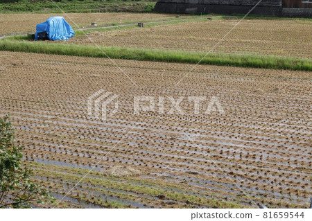 水稻收穫後的稻田 81659544