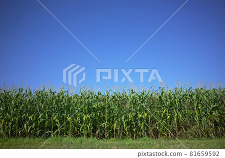 corn  81659592