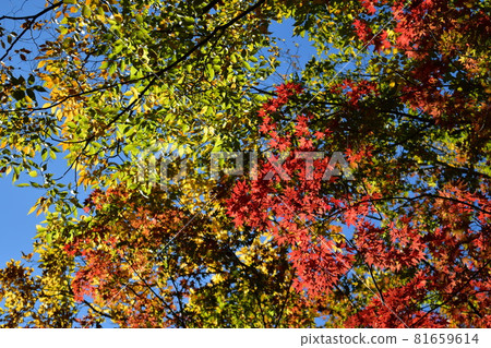 Jindai Botanical Gardens Autumn Leaves 81659614