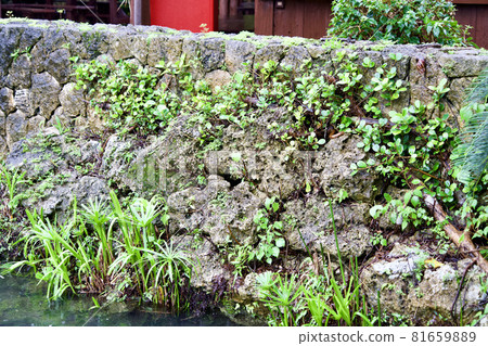Grass growing on a stone wall Grass growing on a stone wall 81659889