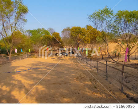 Ostrich or Common Ostrich Struthio camelus, reared in a fence for tourists, in Vietnam. Ostrich or Common Ostrich Struthio camelus, reared in a fence for tourists, in Vietnam. 81660050