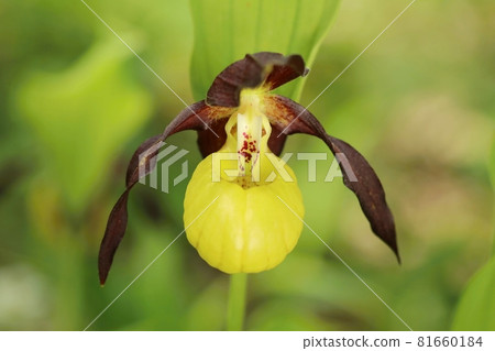 Lady slipper orchid Cypripedium calceolus Lady slipper orchid Cypripedium calceolus 81660184