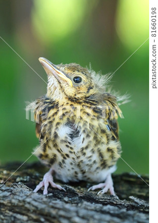 The baby song thrush Turdus philomelos 81660198