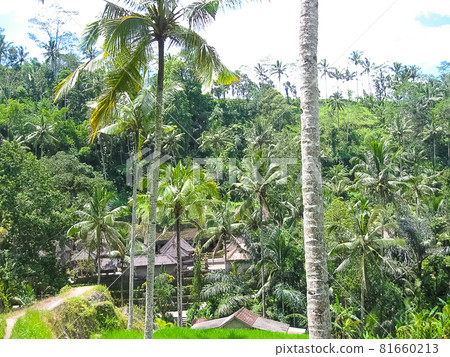 Gunung Kawi Temple and Candi in jungle at Bali 81660213