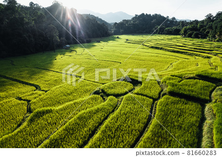 Rice field ,Aerial view of rice fields Rice field ,Aerial view of rice fields 81660283