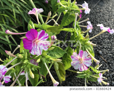 Bicolor Mirabilis 81660424