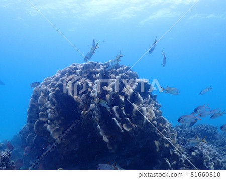 潛水地點：石垣島海底的珊瑚和魚類 81660810