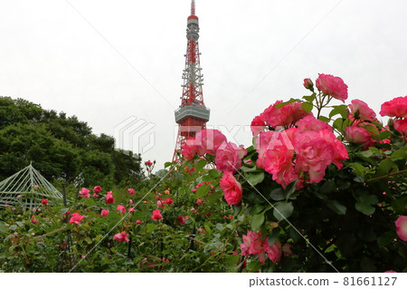Iconic Tokyo Tower seen behind rose bushes at Shiba Koen (Shiba Park) Iconic Tokyo Tower seen behind rose bushes at Shiba Koen (Shiba Park) 81661127