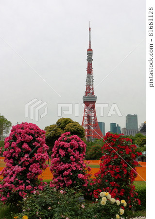 Iconic Tokyo Tower seen behind rose bushes at Shiba Koen (Shiba Park) Iconic Tokyo Tower seen behind rose bushes at Shiba Koen (Shiba Park) 81661128