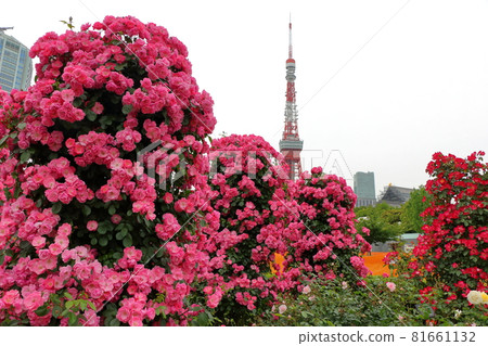 Iconic Tokyo Tower seen behind rose bushes at Shiba Koen (Shiba Park) Iconic Tokyo Tower seen behind rose bushes at Shiba Koen (Shiba Park) 81661132