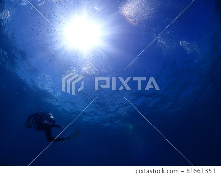 Diving spot: Fish shadows from the seabed of Ishigaki Island (Okinawa) 81661351