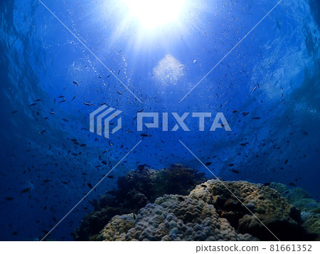 The silent deep blue seabed of Ishigaki Island (Okinawa) 81661352