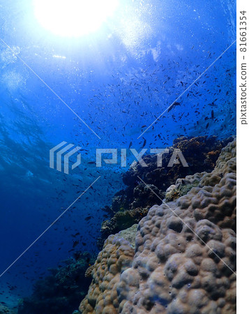 The silent deep blue seabed of Ishigaki Island (Okinawa) The silent deep blue seabed of Ishigaki Island (Okinawa) 81661354