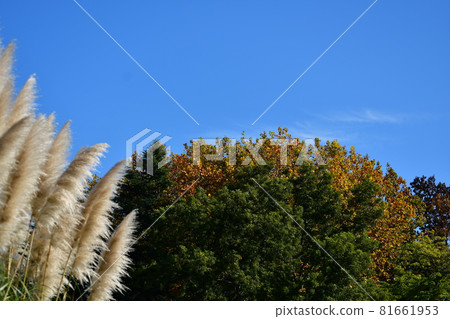 深代植物園 秋葉與蒲葦 81661953