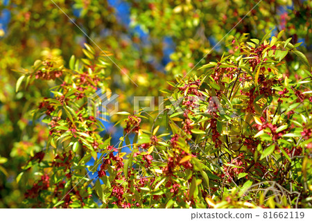 四季之森公園/Achinelm 花 81662119