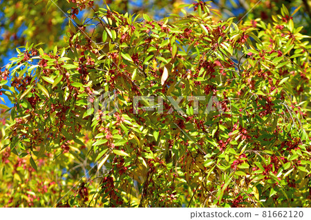 四季之森公園/Achinelm 花 81662120