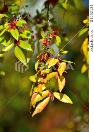 四季之森公園/Achinelm 花 81662121