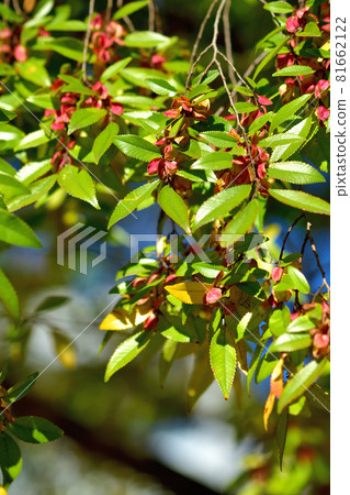 四季之森公園/Achinelm 花 81662122