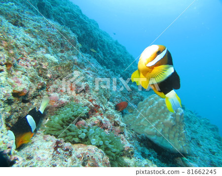Clownfish in the bright sea Clownfish in the bright sea 81662245