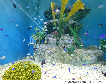 熱帶魚 81662258