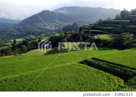 Yoshinobu rice terraces in early autumn Yoshinobu rice terraces in early autumn 81662333