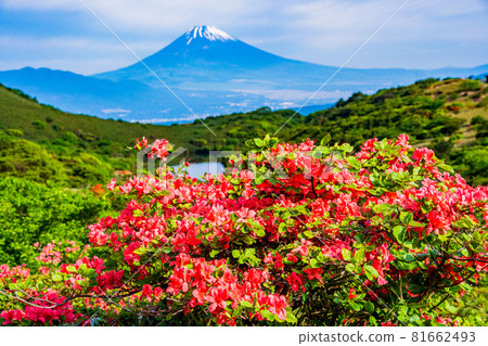 (Shizuoka Prefecture) Mt. Fuji seen from Mt. Hakone, where mountain azaleas bloom 81662493